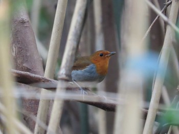 Izu Robin Miyakejima Island Mon, 3/21/2022