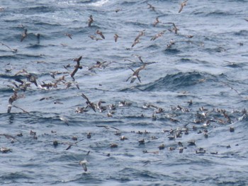 Streaked Shearwater Miyakejima Island Mon, 3/21/2022