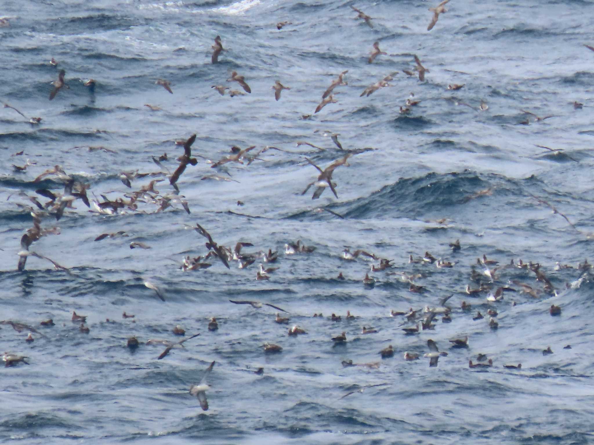 Streaked Shearwater