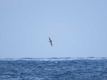 Short-tailed Albatross Miyakejima Island Mon, 3/21/2022