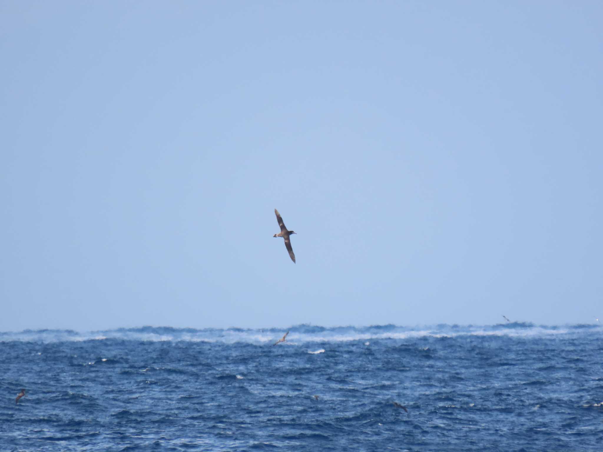 Short-tailed Albatross