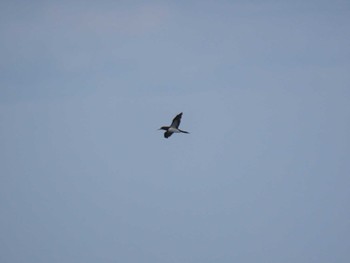 Brown Booby Miyakejima Island Mon, 3/21/2022