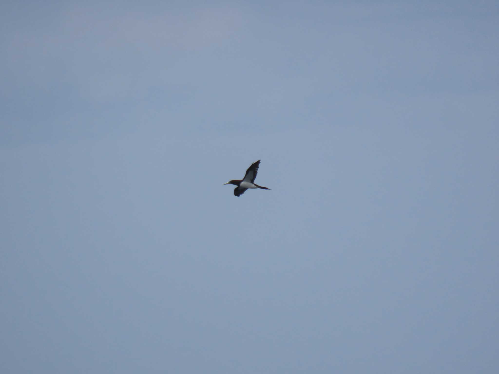 Brown Booby