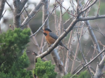 Owston's Tit Miyakejima Island Sun, 3/20/2022