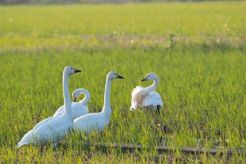 コハクチョウ 滋賀県 湖北 2017年10月26日(木)