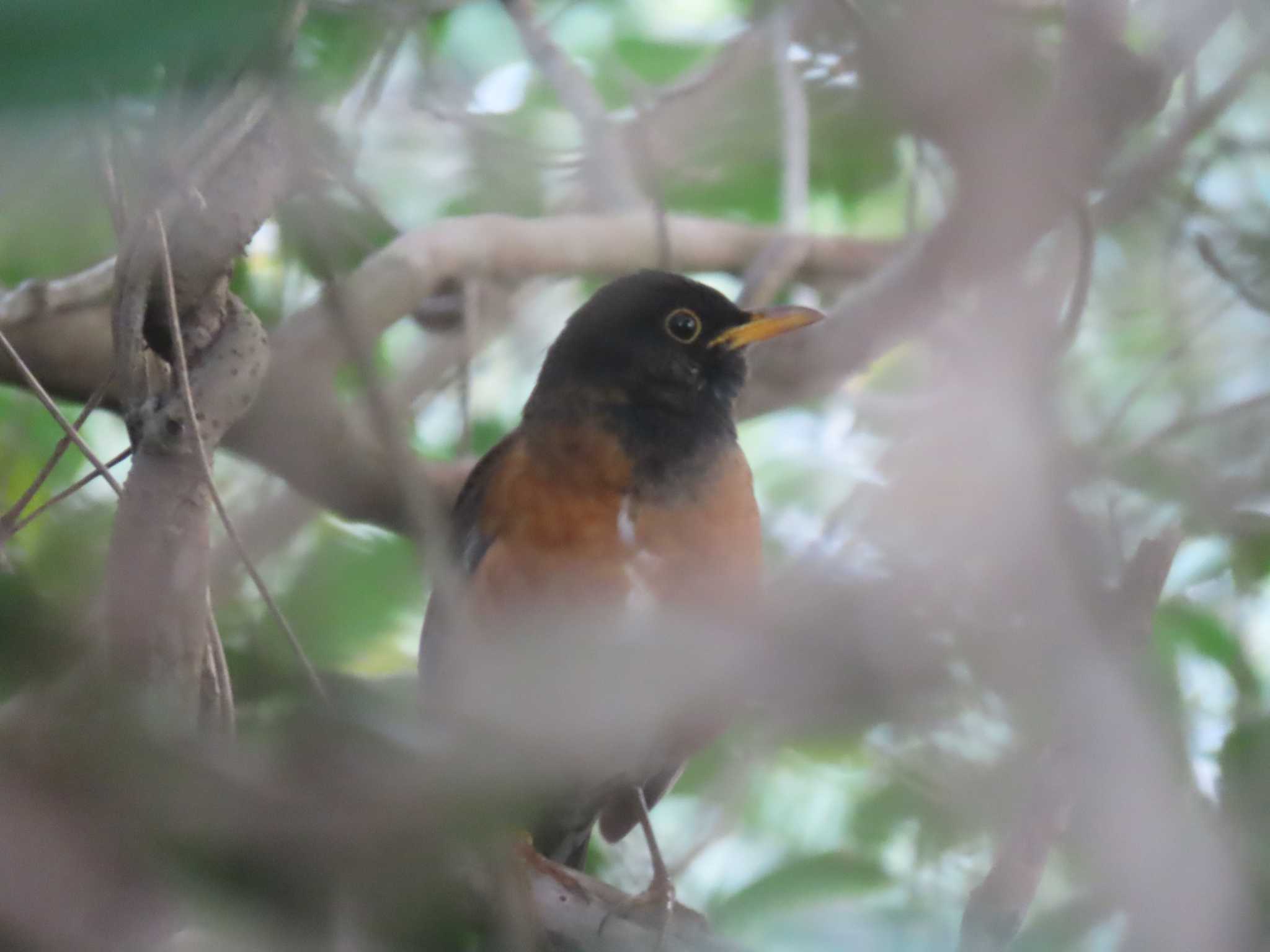 Izu Thrush