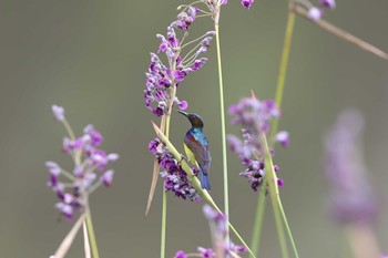 Brown-throated Sunbird Chinese garden Sat, 10/7/2017