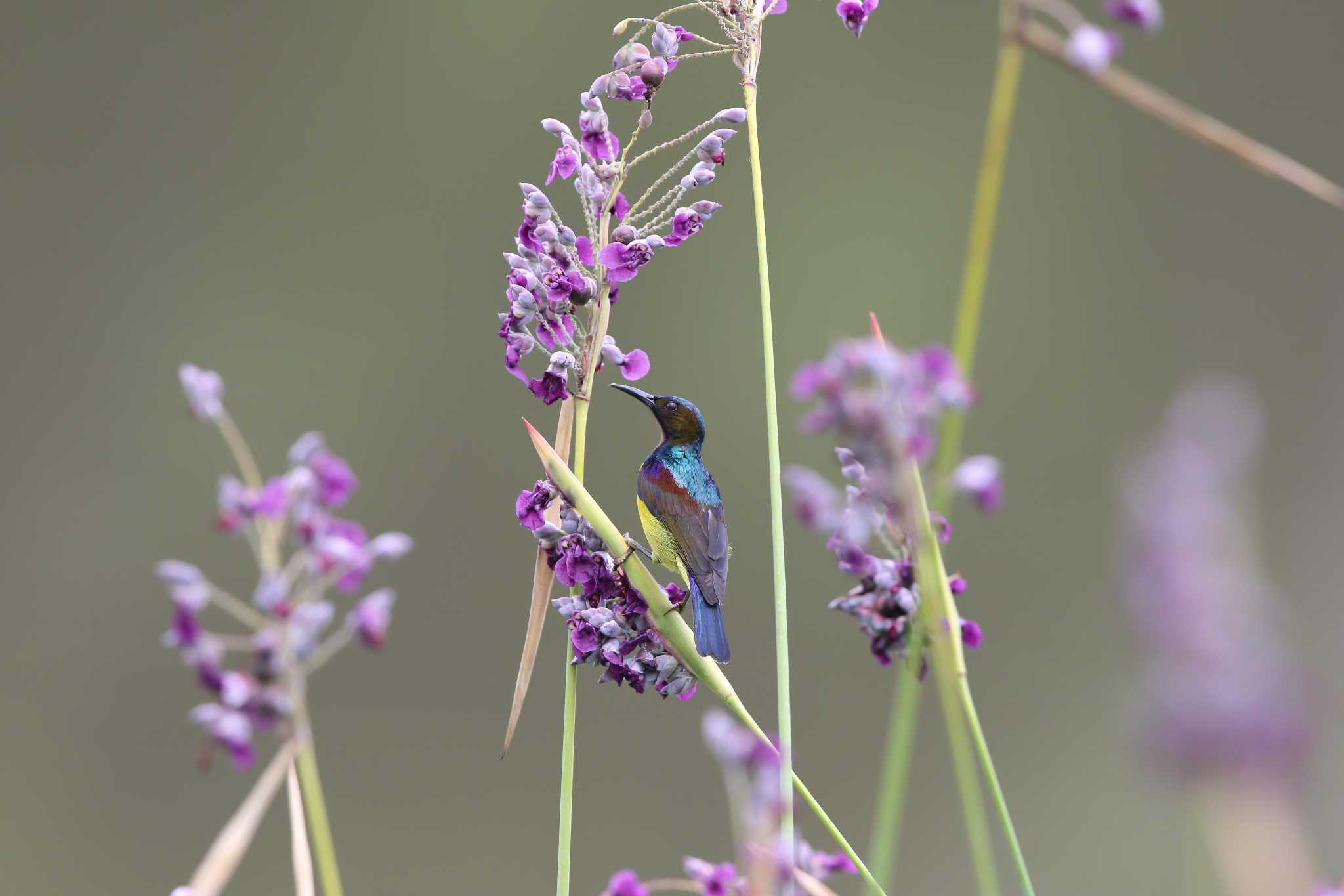 Photo of Brown-throated Sunbird at Chinese garden by Trio