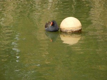 バン 都立浮間公園 2022年3月23日(水)