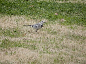 Wed, 3/23/2022 Birding report at Ukima Park