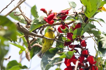 Brown-throated Sunbird Chinese garden Sat, 10/7/2017