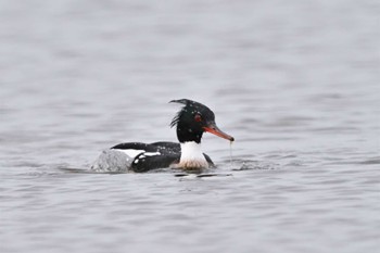 Red-breasted Merganser Sambanze Tideland Mon, 3/21/2022