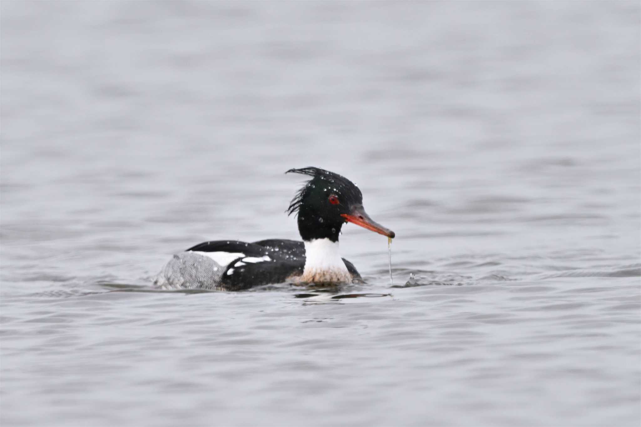 Photo of Red-breasted Merganser at Sambanze Tideland by ダイ