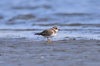 Common Ringed Plover Sambanze Tideland Mon, 3/21/2022