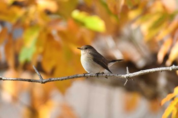 2021年12月29日(水) 大泉緑地の野鳥観察記録