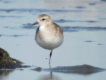 2022年3月21日(月) ふなばし三番瀬海浜公園の野鳥観察記録