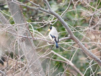 2022年3月21日(月) 五月山公園(池田市五月山) の野鳥観察記録