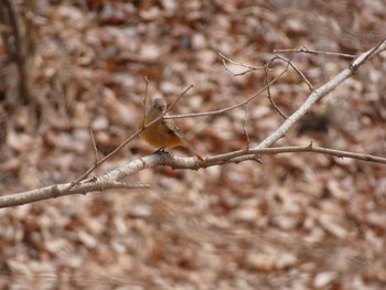 2022年2月12日(土) 嶺公園の野鳥観察記録