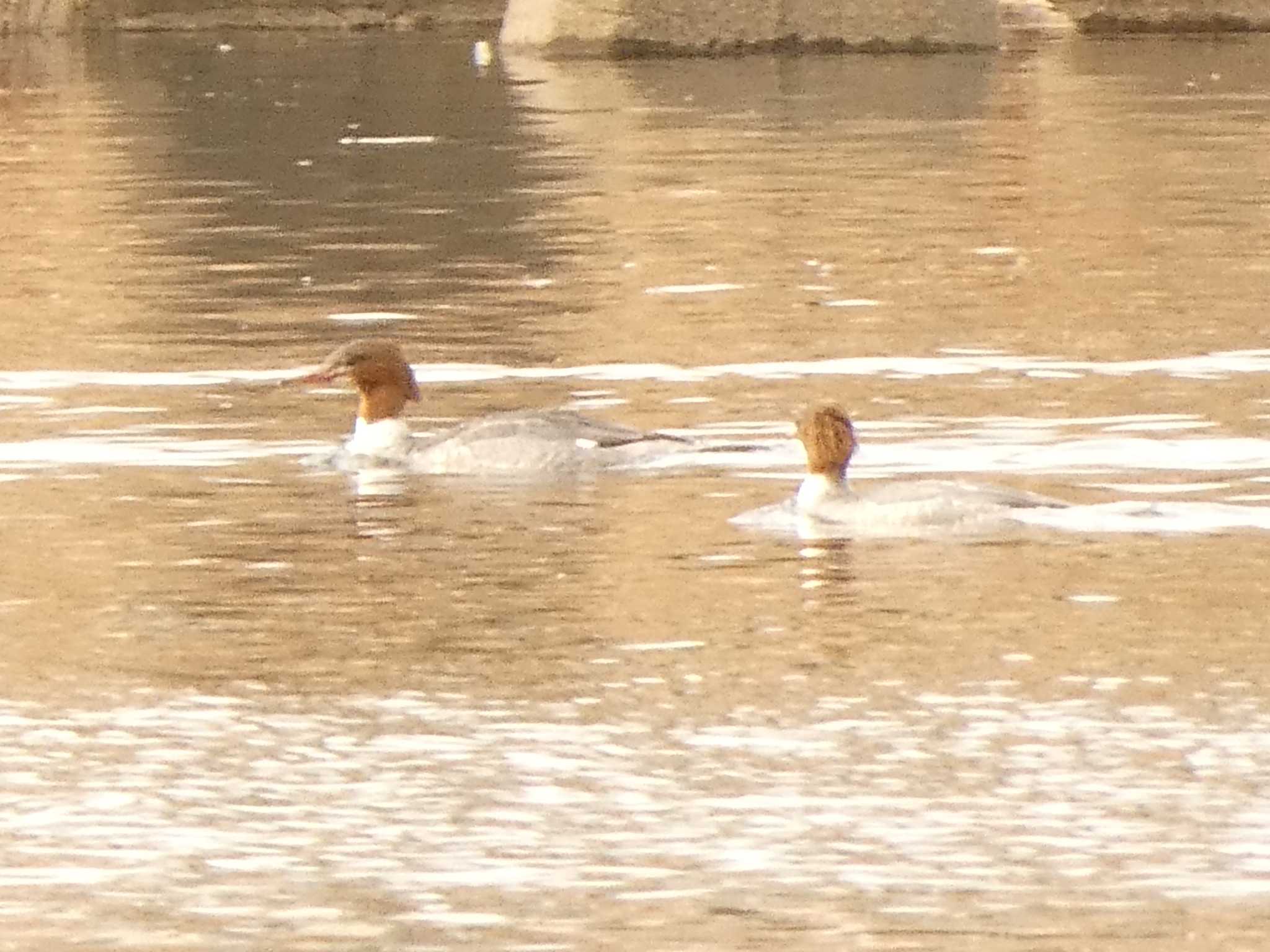 Photo of Common Merganser at 酒匂川河口 by koshi