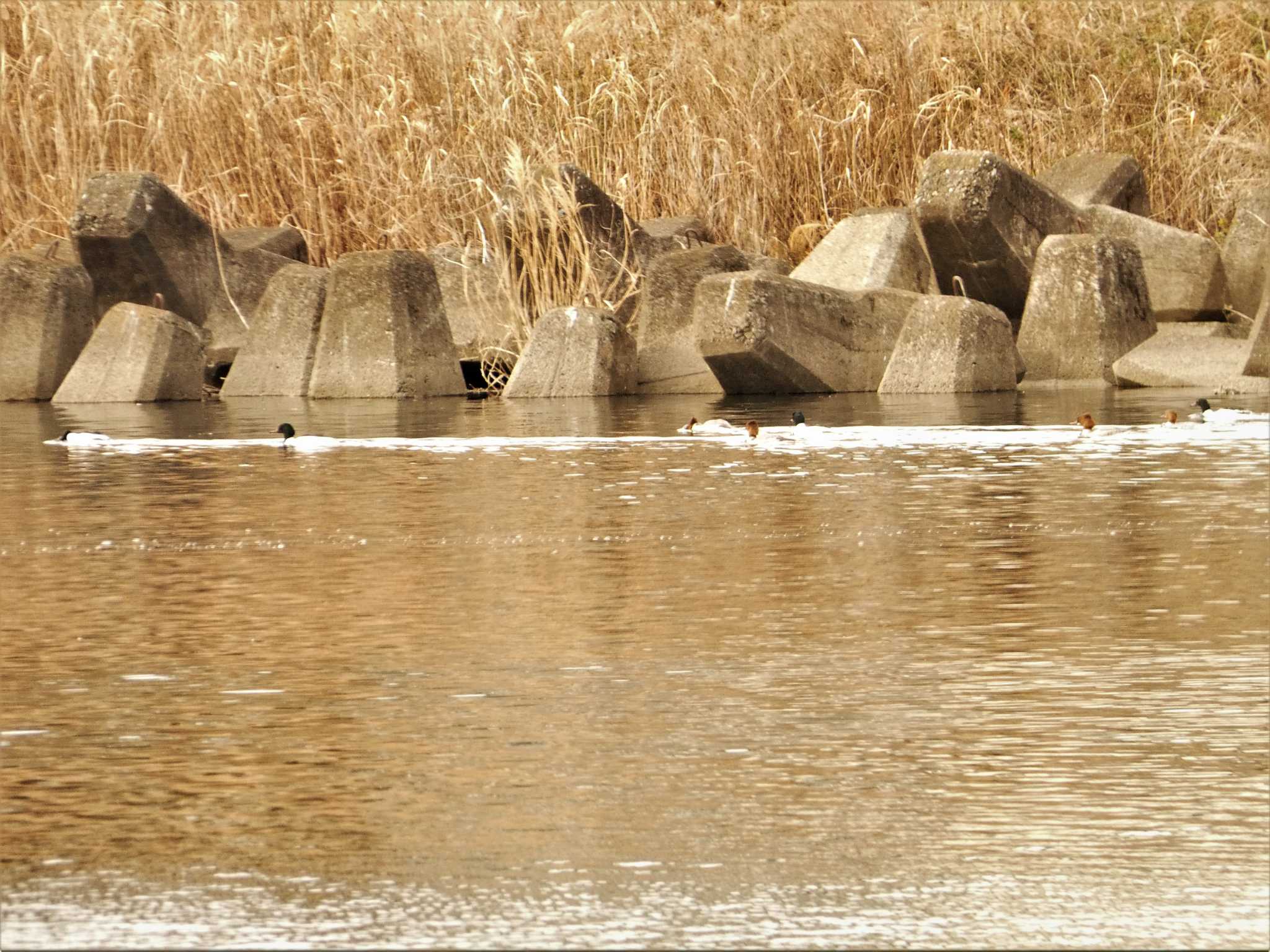 Photo of Common Merganser at 酒匂川河口 by koshi