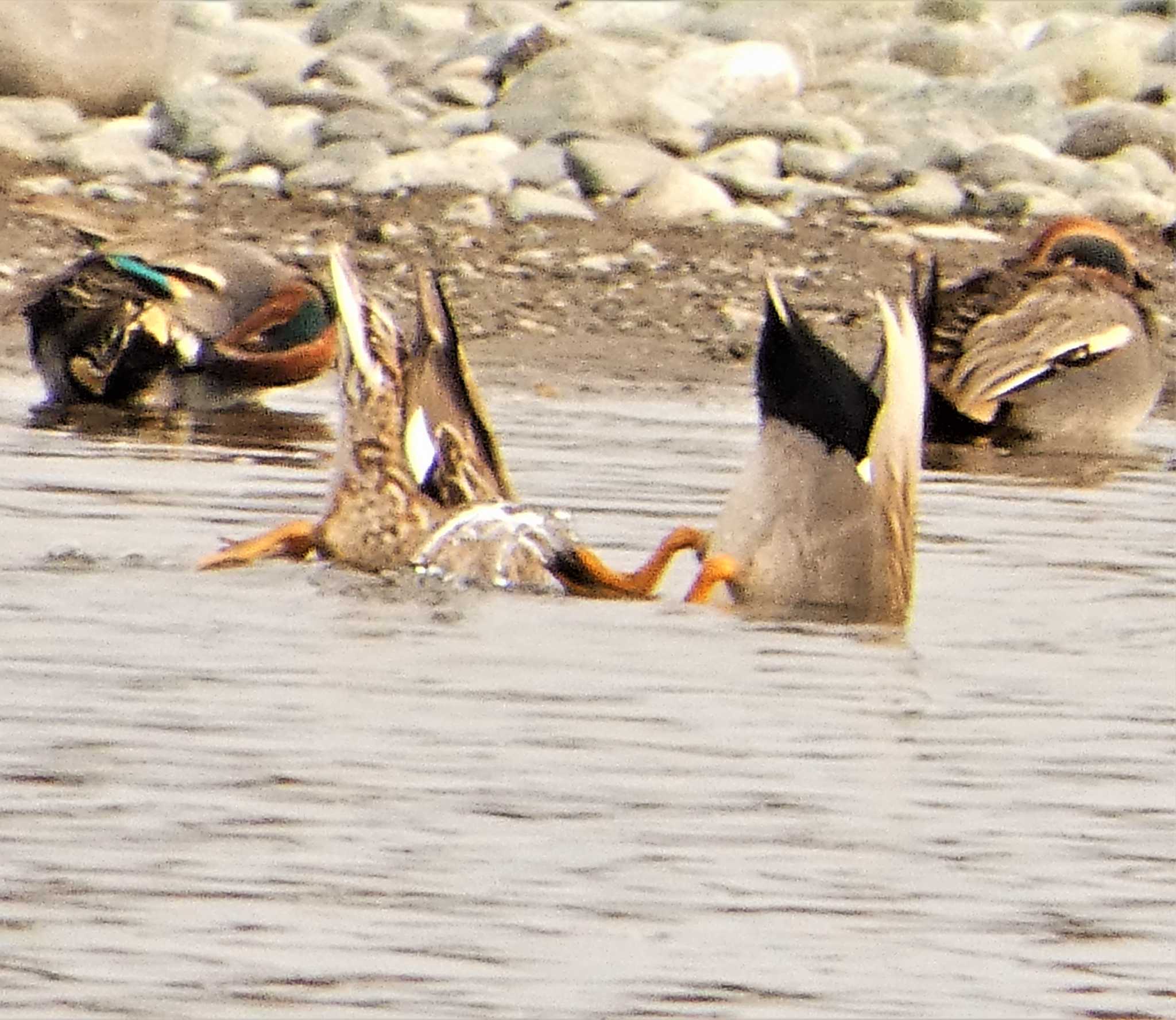 Eurasian Teal