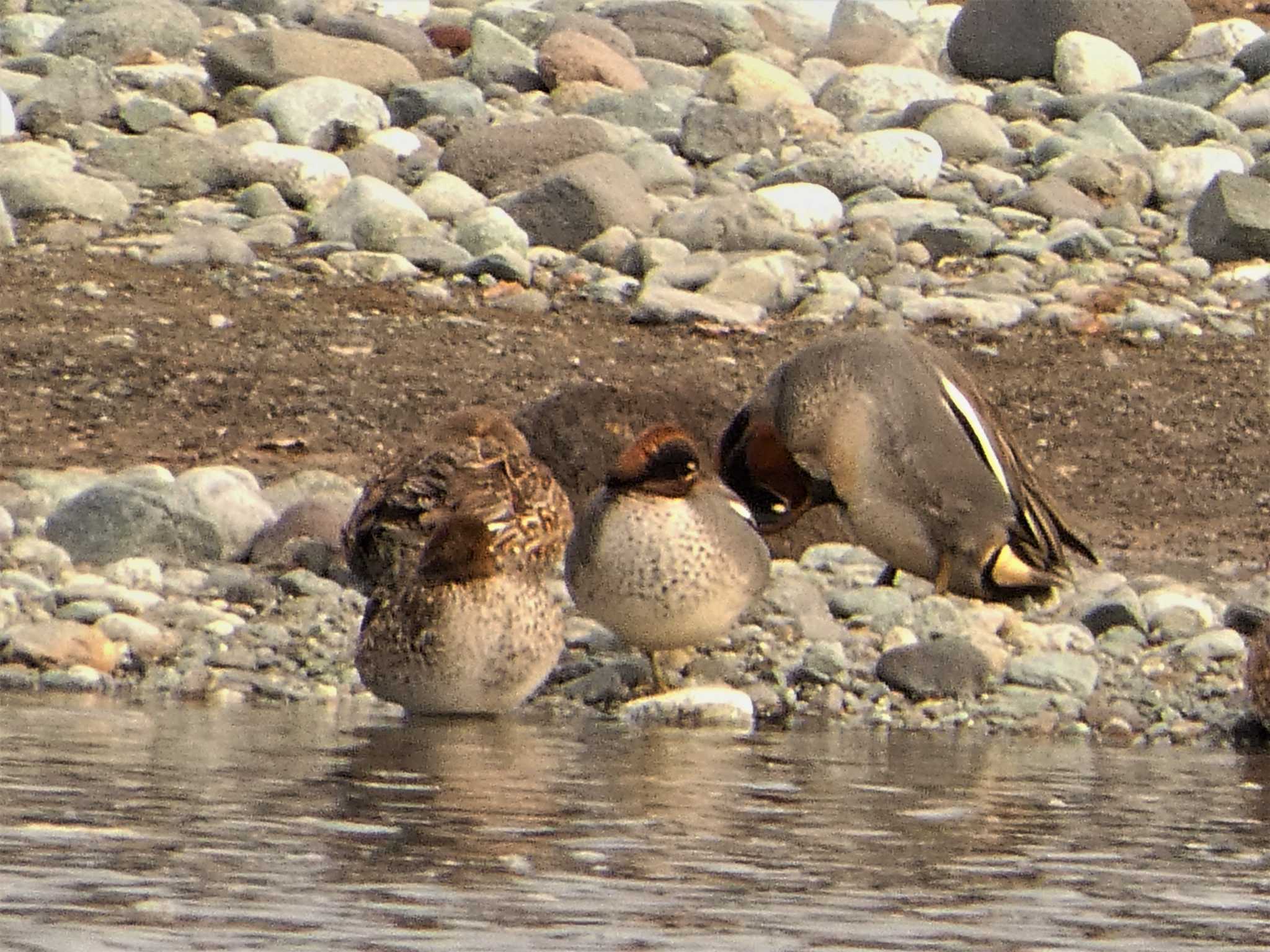 Eurasian Teal