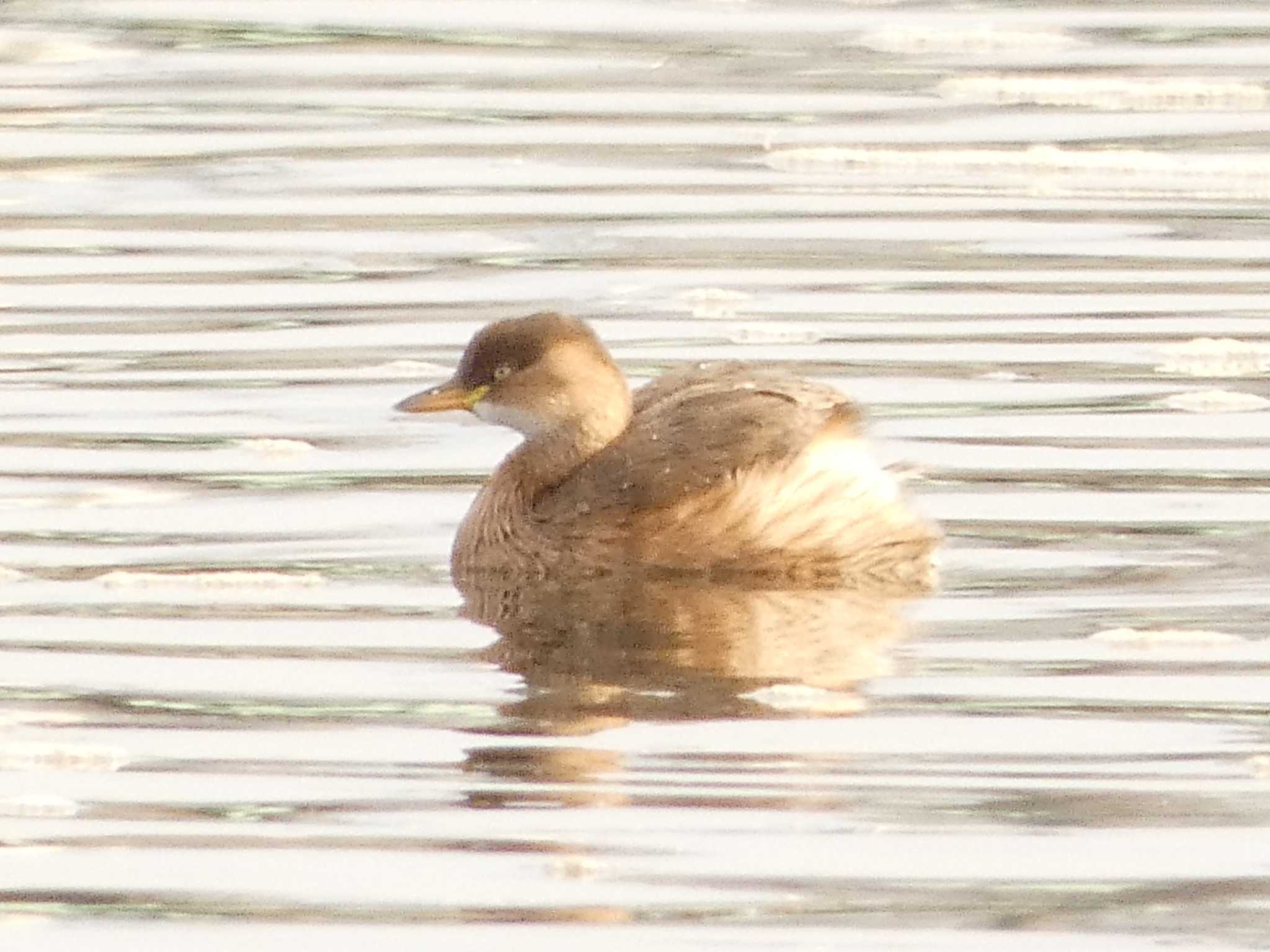 Little Grebe