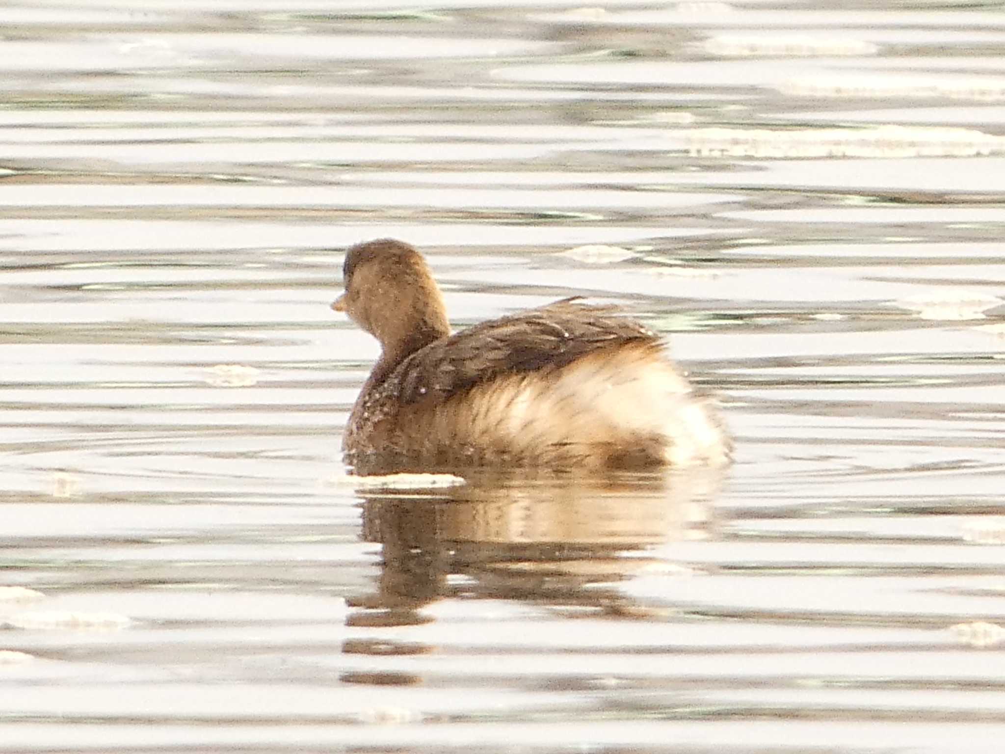 Photo of Little Grebe at 酒匂川河口 by koshi