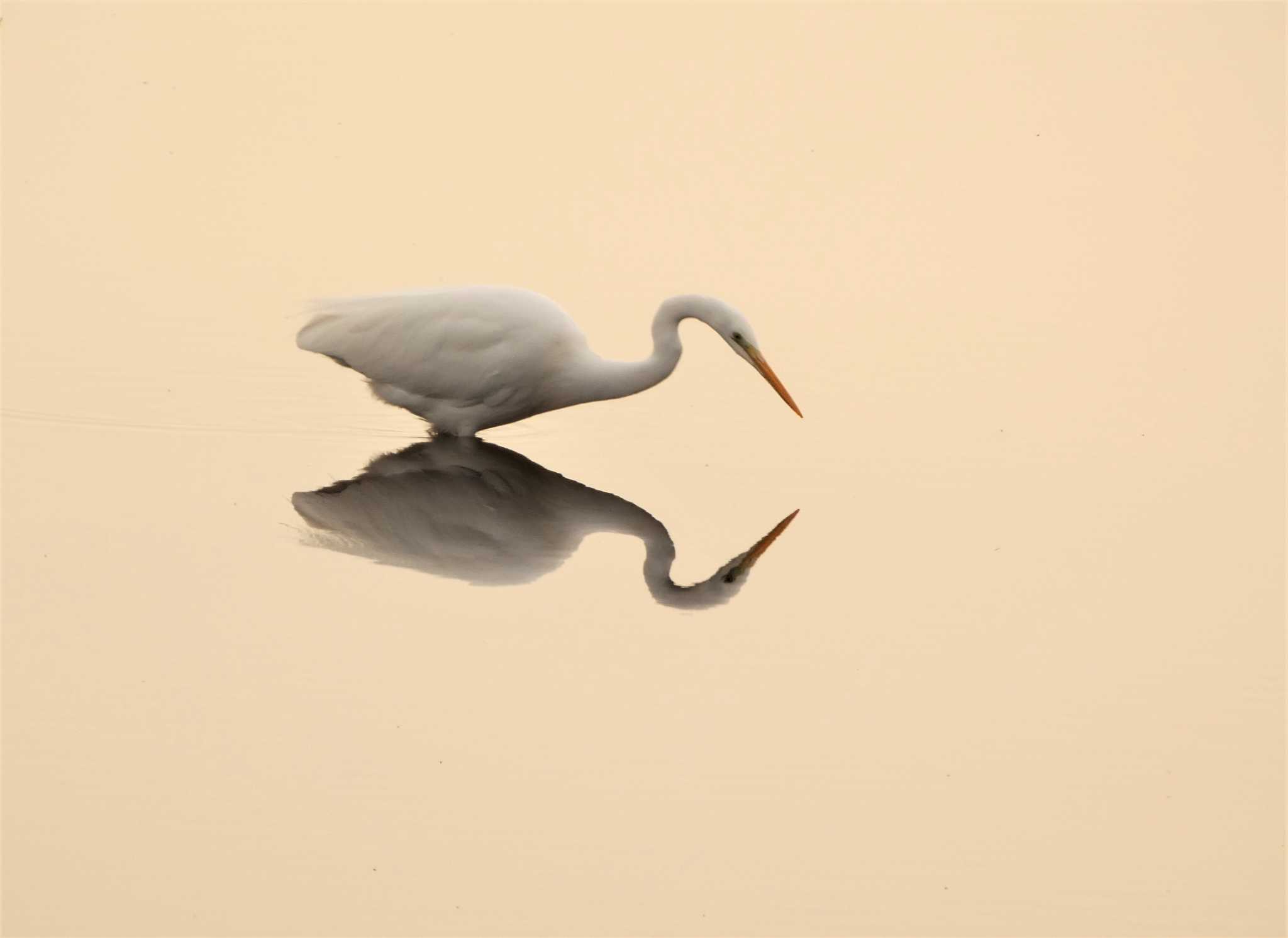 Photo of Great Egret at 酒匂川河口 by koshi
