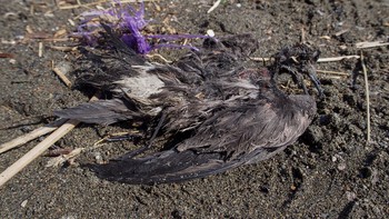 Leach's Storm Petrel