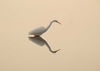 Sat, 2/19/2022 Birding report at 酒匂川河口