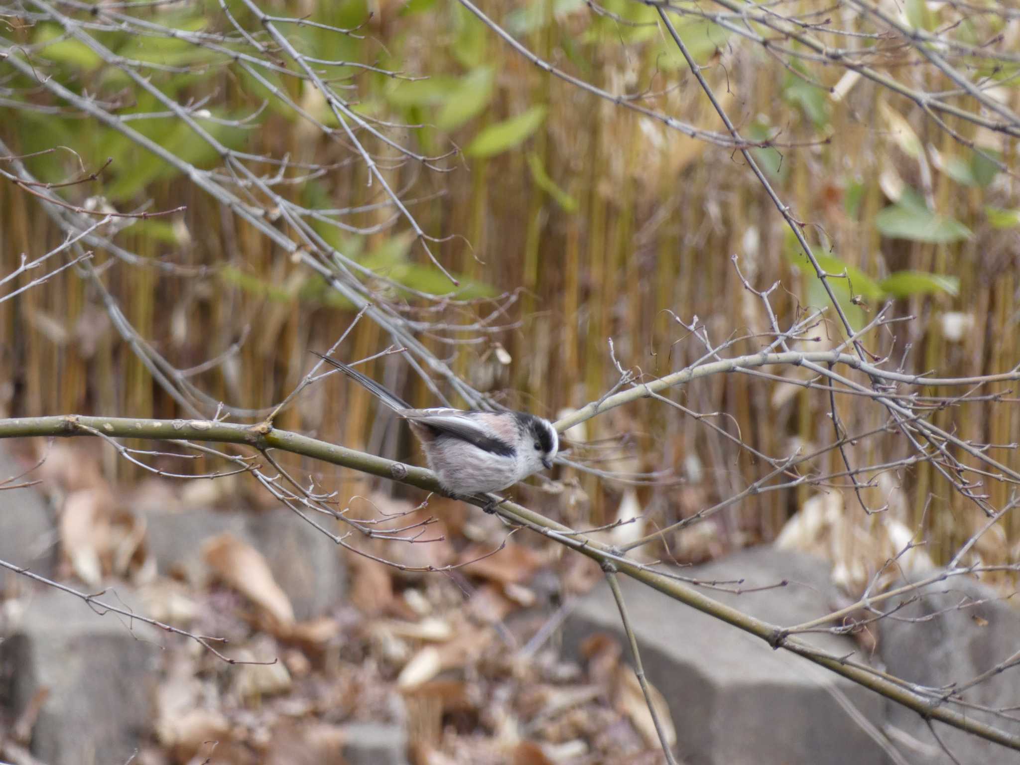 Long-tailed Tit