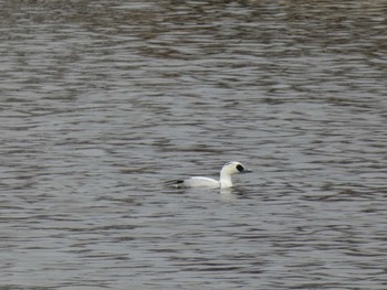 Smew 波志江沼 Sun, 2/13/2022