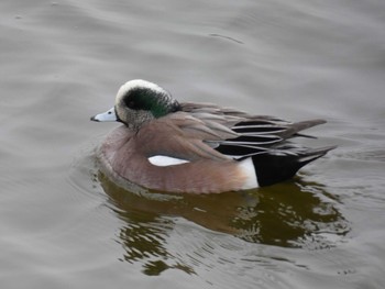 American Wigeon 波志江沼 Sun, 2/13/2022