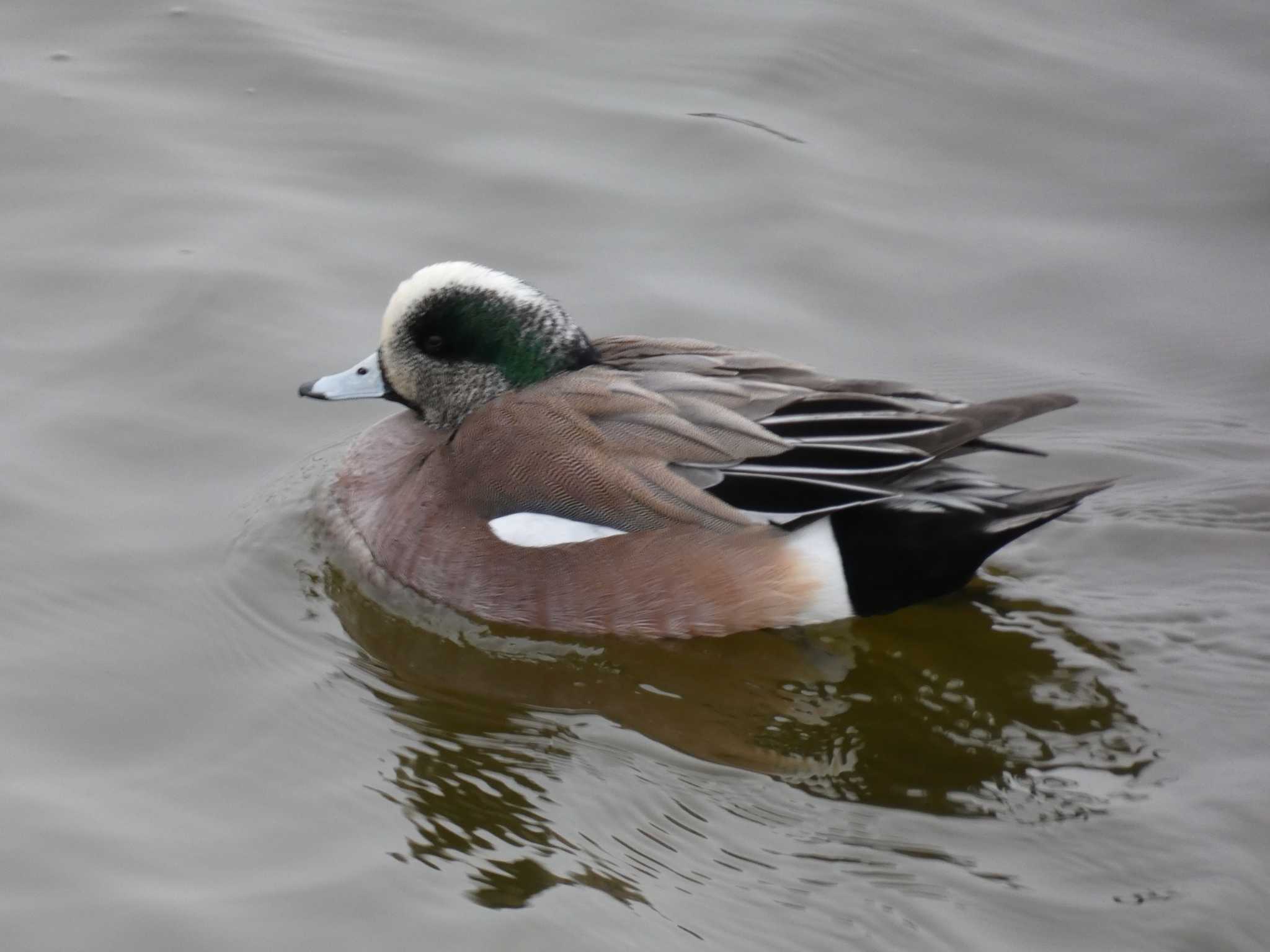 American Wigeon