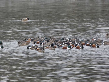 Northern Shoveler 波志江沼 Sun, 2/13/2022