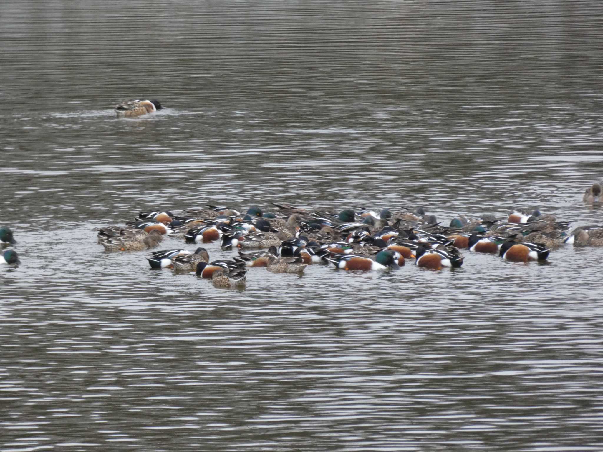 Northern Shoveler