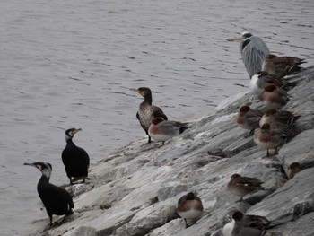 Eurasian Wigeon 波志江沼 Sun, 2/13/2022