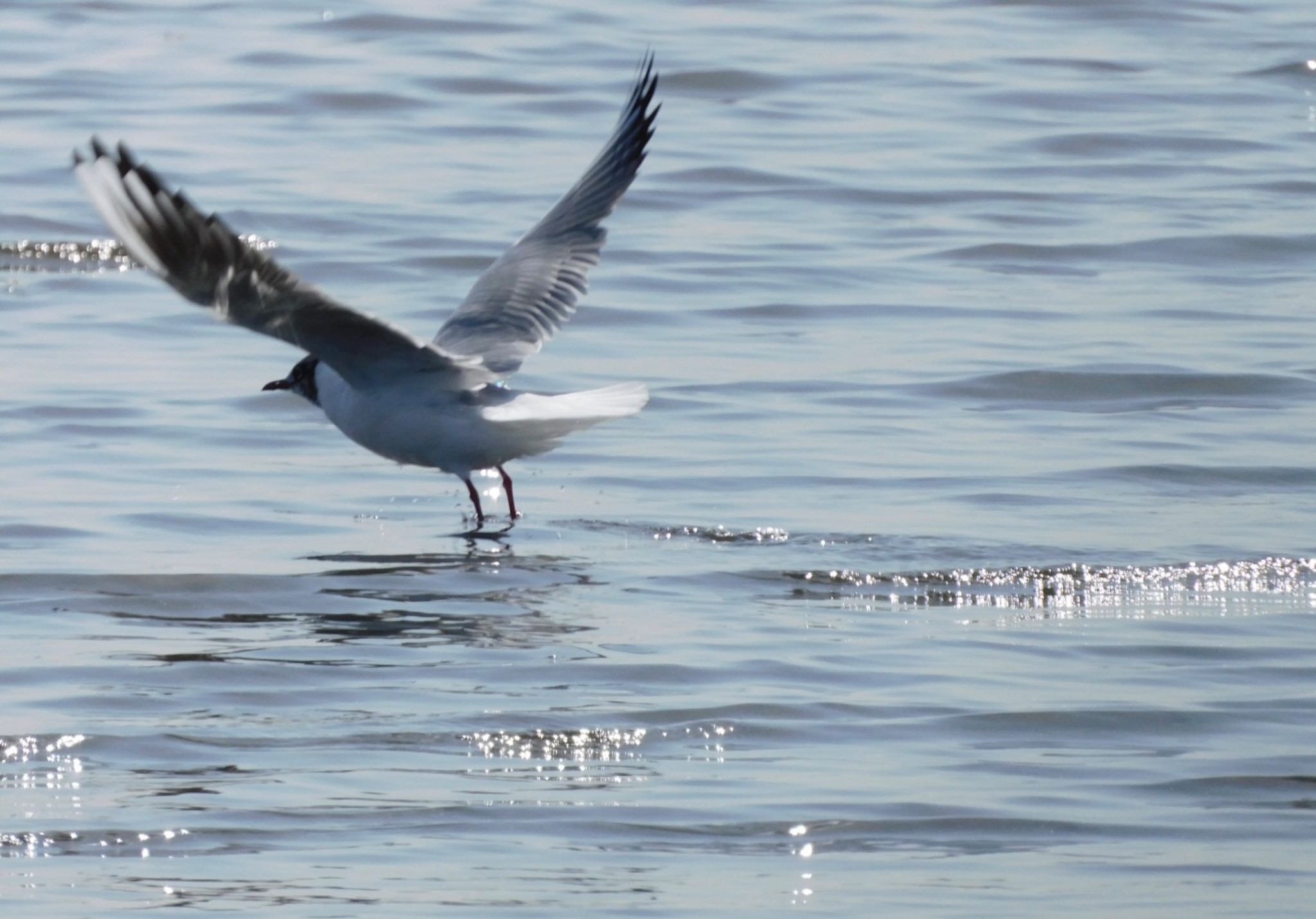 ふなばし三番瀬海浜公園 ズグロカモメの写真 by ucello