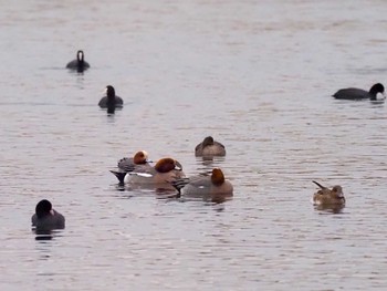 Eurasian Wigeon 多摩川(谷地川合流付近) Sun, 3/20/2022