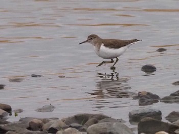 Common Sandpiper 多摩川(谷地川合流付近) Sun, 3/20/2022