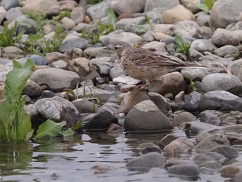 Water Pipit 多摩川(谷地川合流付近) Sun, 3/20/2022