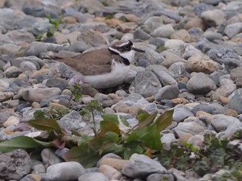 Little Ringed Plover 多摩川(谷地川合流付近) Sun, 3/20/2022