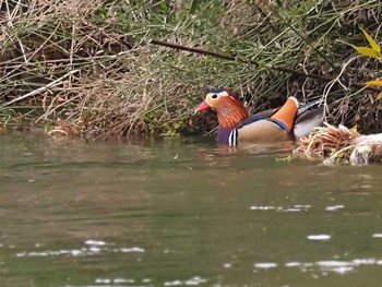 Mandarin Duck 多摩川(谷地川合流付近) Sun, 3/20/2022