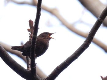 Eurasian Wren(mosukei) Miyakejima Island Sun, 3/20/2022