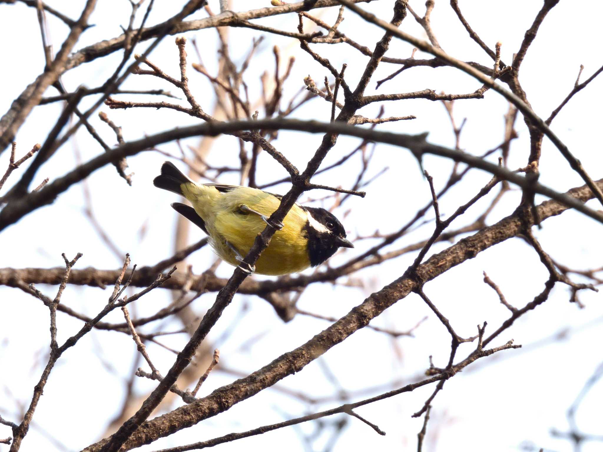 Yellow-bellied Tit