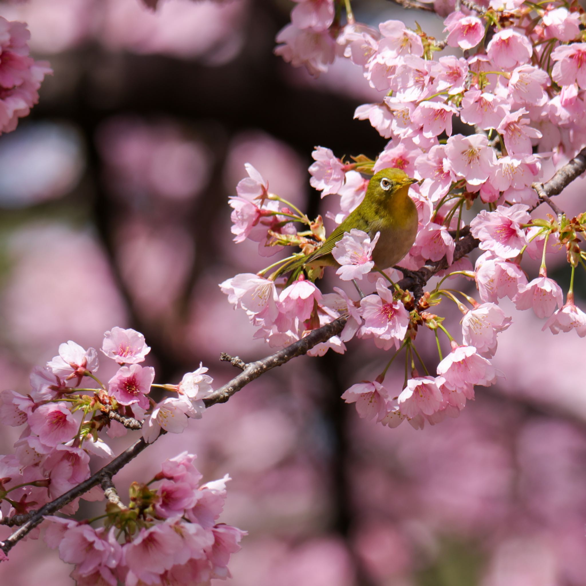 Photo of Warbling White-eye at 名古屋城 by Sakamoto