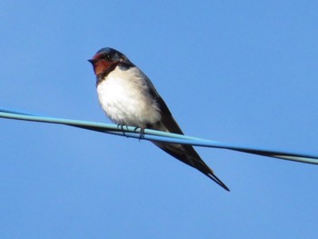 2022年3月19日(土) 石和温泉の野鳥観察記録