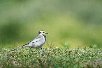 ハクセキレイ 明石公園 2017年10月25日(水)