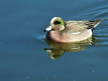 2022年3月16日(水) 都立浮間公園の野鳥観察記録